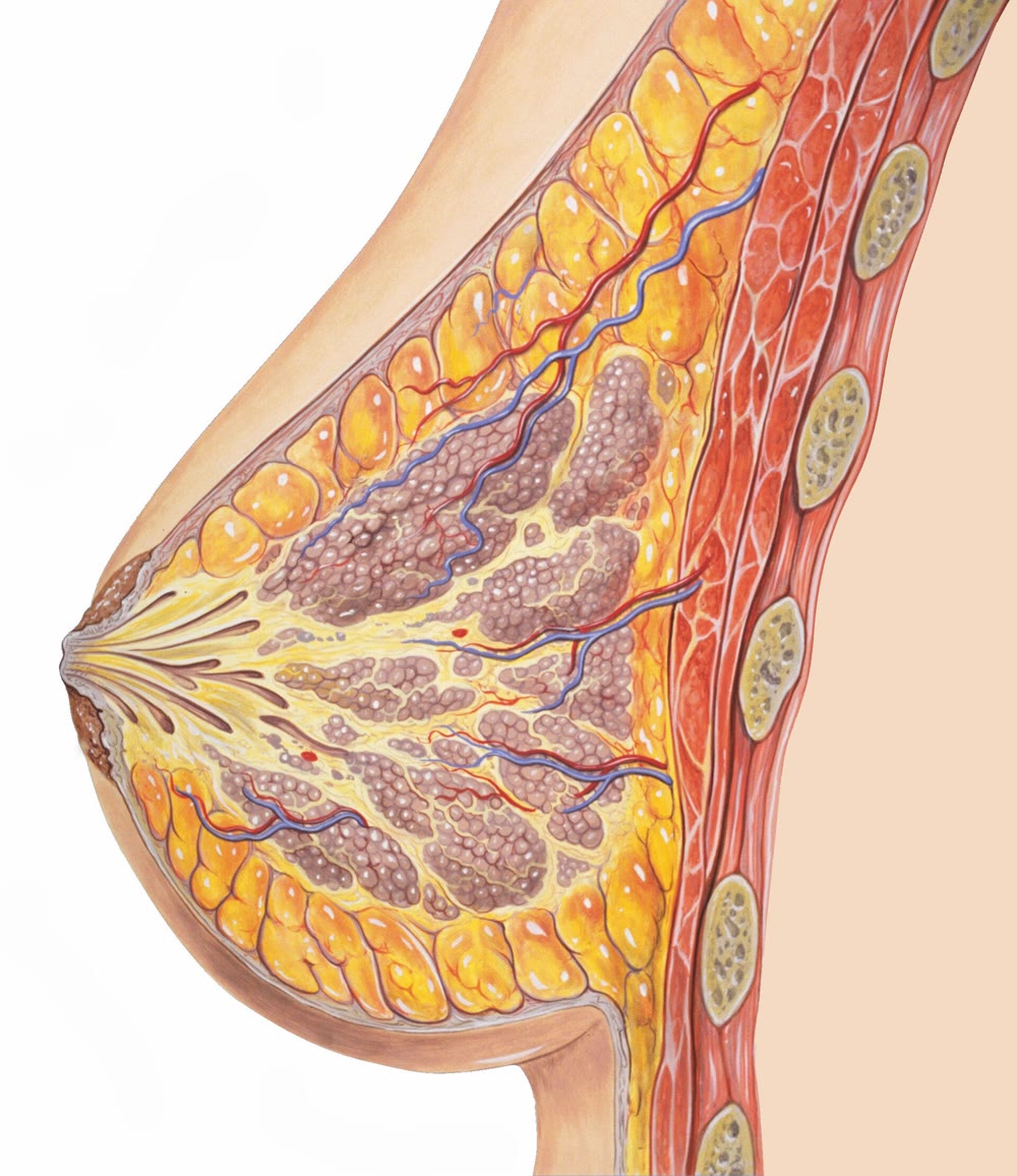 Anatomical cross-section of the breast showing fat and glandular tissue