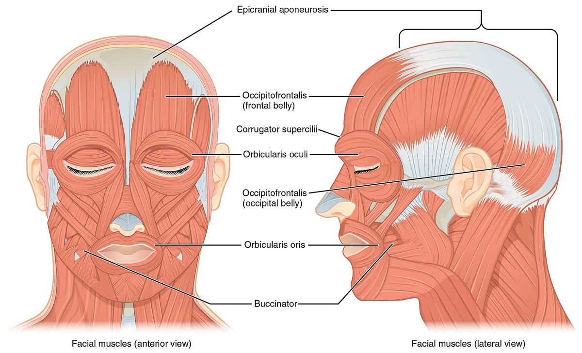 Anatomical diagram of the facial muscles, front and side views