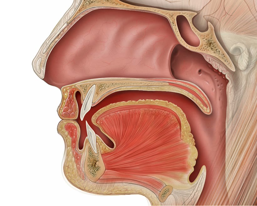 Anatomical cross-section of the nose and nasal passages